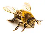 isolated honey bee