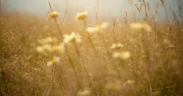 Pollen on flowers