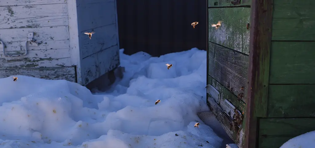 Bees affected by shifting weather patterns