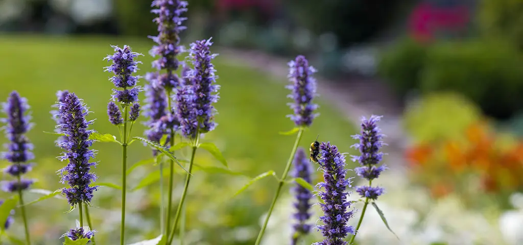 Garden with bee friendly native Colorado flowers