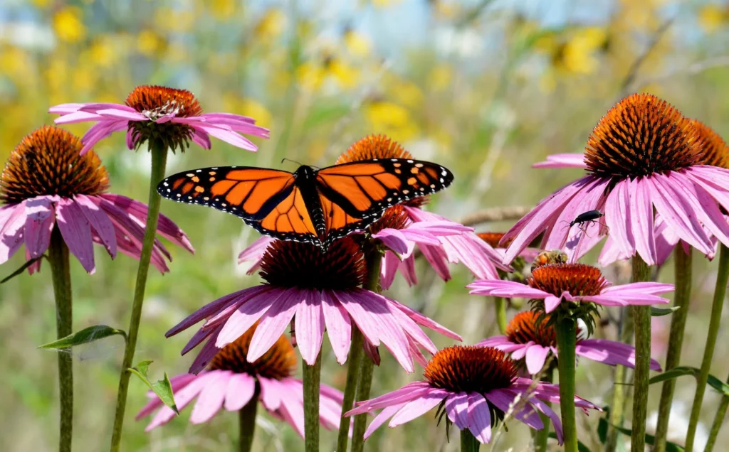 Colorado Pollinators